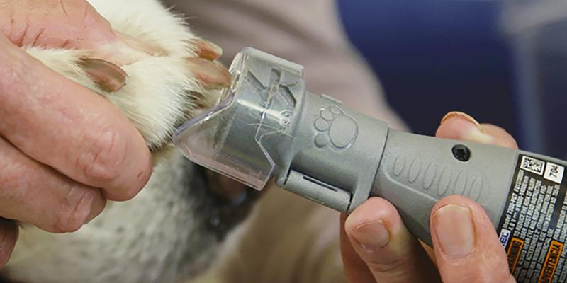 How to Avoid Failures While Cutting Your Dog’s Nails | Dremel